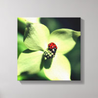 Ladybug Na Flor Branca De Dogwood Fechar