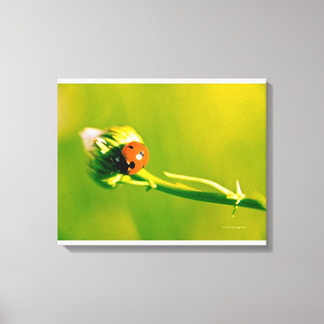 Impressão Em Tela Ladybug na primavera (Frente)