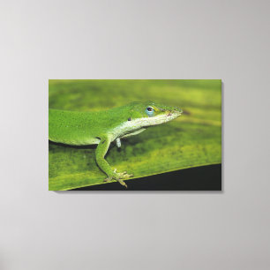 Impressão Em Tela Lagarto-verde, Anolis carolinensis, adulto em palm