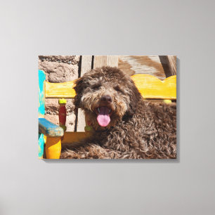 Impressão Em Tela Lagotto Romagnolo Deitado Em Uma Bancada De Madeir