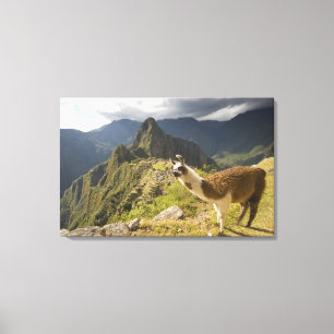 Impressão Em Tela Lamas e um olhar sobre Machu Picchu,