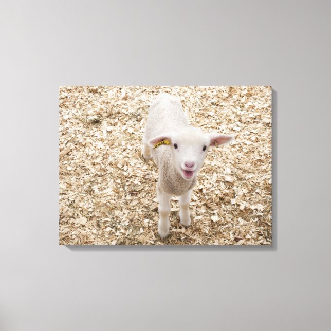 Impressão Em Tela Lamb (Frente)