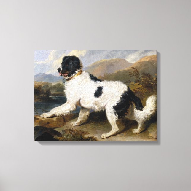 Impressão Em Tela Landseer Newfoundland Dog (Black and White Animal) (Frente)