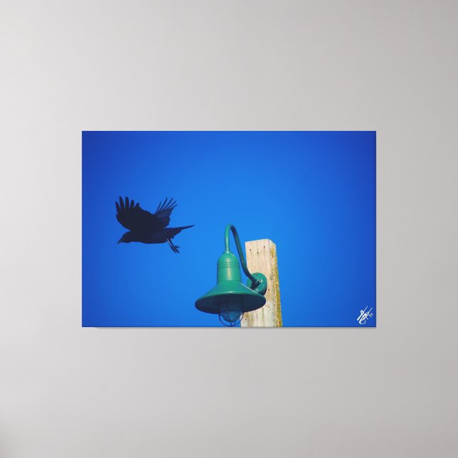 Impressão Em Tela Langley Crow na Série Light Posta #3 (Frente)