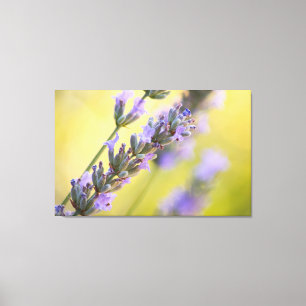 Impressão Em Tela Lavanda doce