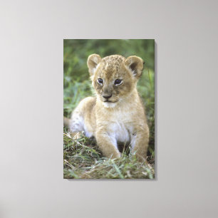 Impressão Em Tela Leão, Panthera africanos leo), Tanzânia,