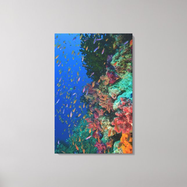 Impressão Em Tela Leitões De Leite (Pseudanthias) (Frente)