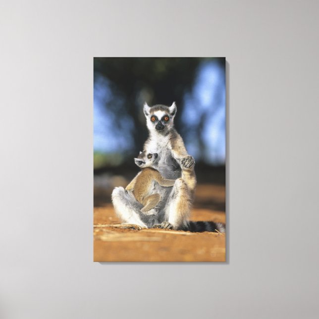 Impressão Em Tela Lêmure-de-cauda-anelada, (Lemur catta), Mãe e (Frente)
