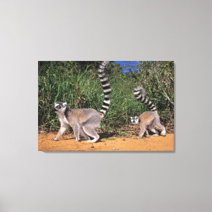Impressão Em Tela Lêmures-de-cauda-anelada (Lemur Catta), Berenty