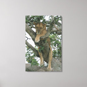 Impressão Em Tela Leoa de trepadeira (Panthera leo), Rainha