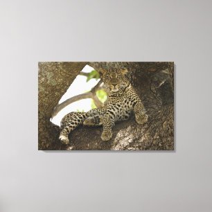 Impressão Em Tela Leopardo-africano, Panthera pardus