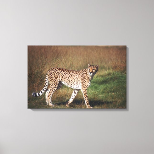 Impressão Em Tela Leopardo em planície (Frente)