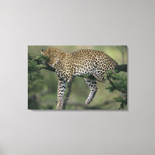 Impressão Em Tela Leopardo, (Panthera pardus), Quênia, Masai Mara