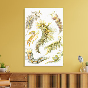 Impressão Em Tela Lesmas Marinhas por Ernst Haeckel, Nudibranchia Vi