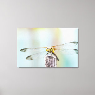 Impressão Em Tela Libélula (infuscatum de Sympetrum)