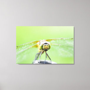 Impressão Em Tela Libélula (infuscatum de Sympetrum) 2