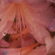 Lily Rosa na Chuva
