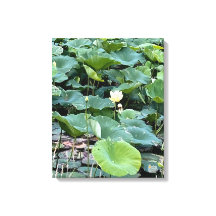 Lilyshade Silêncio 16 x 20