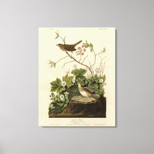 Impressão Em Tela Lincoln Finch (Sparrow) Audubon's Birds of America