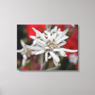 Impressão Em Tela Linda Edelweiss Leontopodium nivale