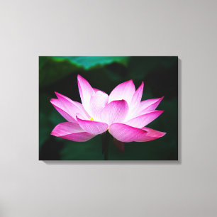 Impressão Em Tela Linda Flor de Lotus Rosa Bloqueia