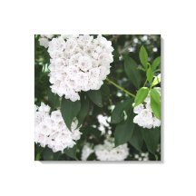 Linda Flor de Louro da Montanha Branca