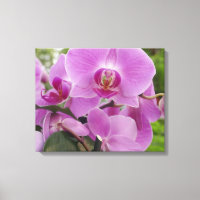 Linda orquídea roxa no cheio florescente.