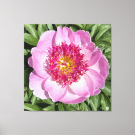 Impressão Em Tela Linda peônia rosa na canvas.