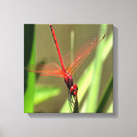 Linda pintura acrílica do Firecracker Dragonfly