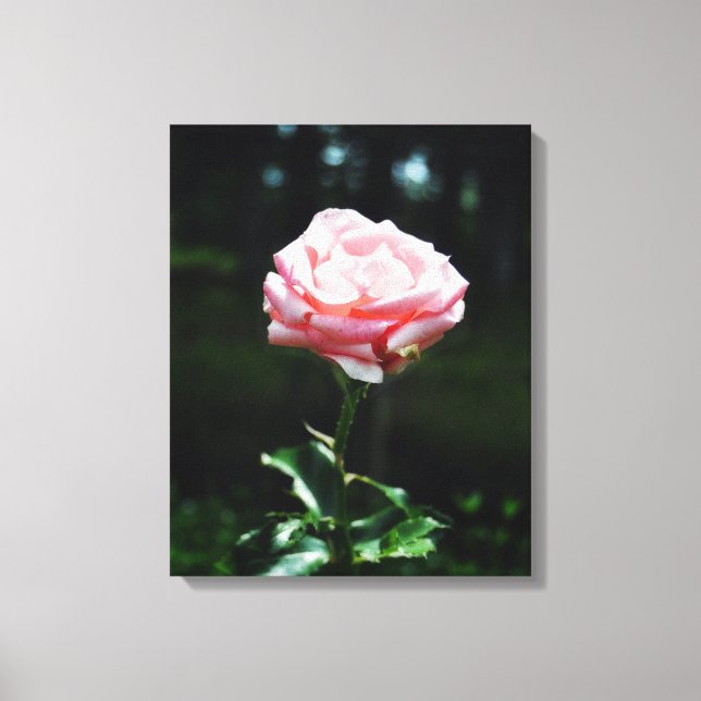 Impressão Em Tela Linda Rosa Rosa (Frente)