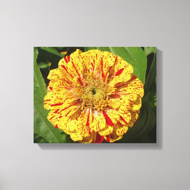 Impressão Em Tela Linda Zinnia (Frente)