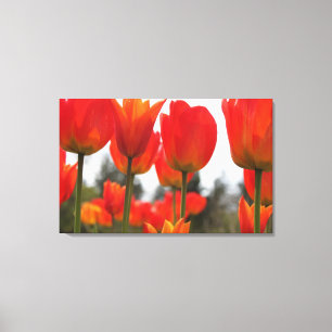 Impressão Em Tela Lindas Flores De Tulipas Vermelhas.