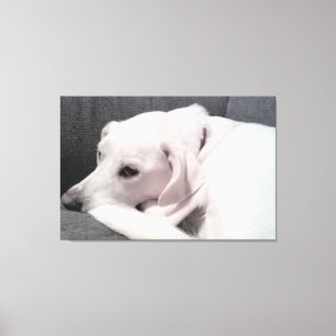 Impressão Em Tela Lindo Cachorro Branco Elegante Primoroso
