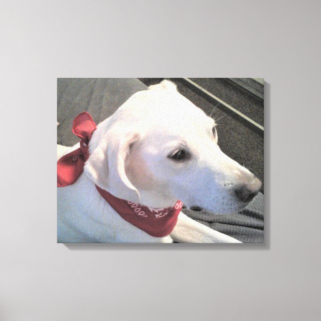Impressão Em Tela Lindo Cachorro Branco Usando Cachecol Vermelho Imp (Frente)
