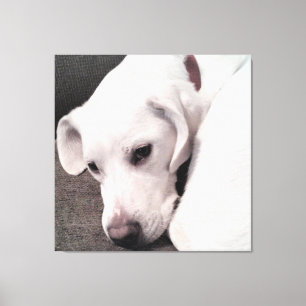Impressão Em Tela Lindo Cão Branco Preguiçoso Elegante