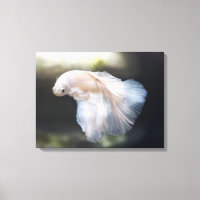 Lindo Peixe Branco de Combate Siamês Betta