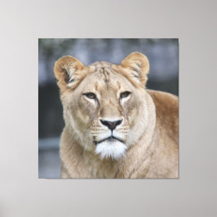 Impressão Em Tela Lion 004