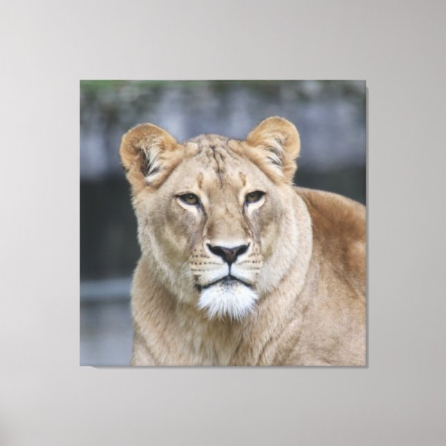 Impressão Em Tela Lion 004 (Frente)
