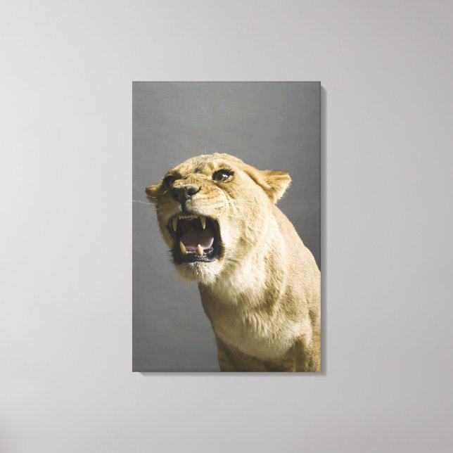 Impressão Em Tela Lioness Roaring 2 (Frente)