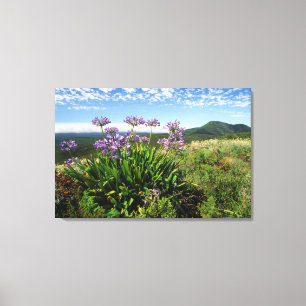 Impressão Em Tela Lírio Africano (Agapanthus praecox), Mossel Bay