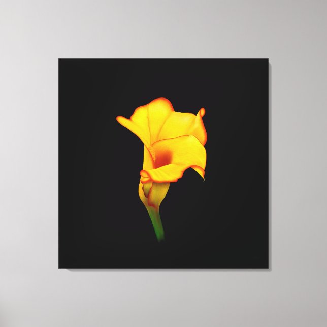 Impressão Em Tela Lírio-de-calla Amarelo (Frente)
