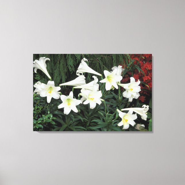 Impressão Em Tela Lírio-de-páscoa (Lilium regale) (Frente)