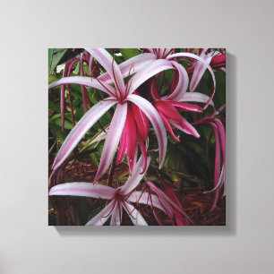 Impressão Em Tela Lírio roxo de Crinum da rainha Emma