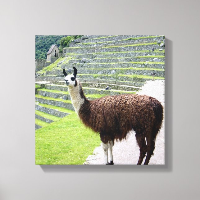 Impressão Em Tela llama olha para a tela (Frente)