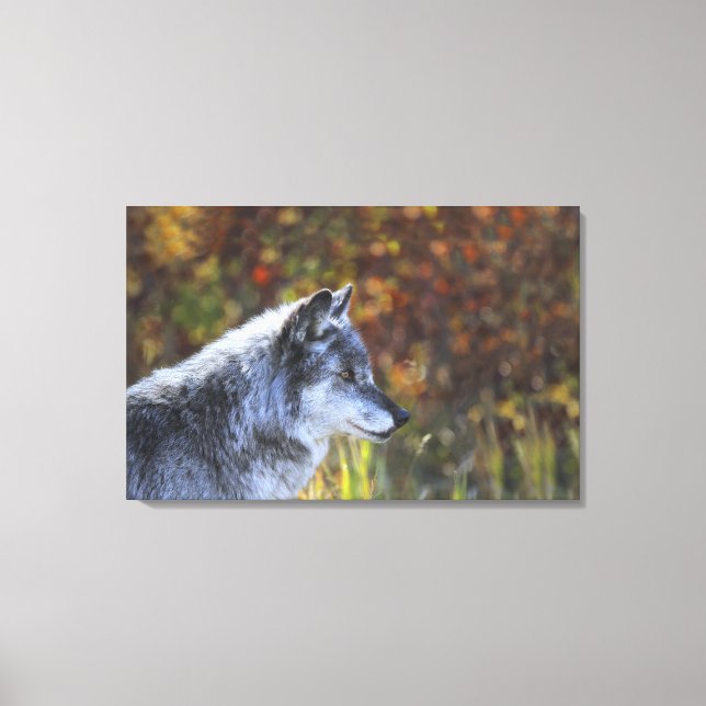 Impressão Em Tela Lobo (Canis Lupus) 2 (Frente)