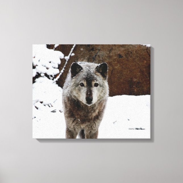 Impressão Em Tela Lobo cinza na neve (Frente)