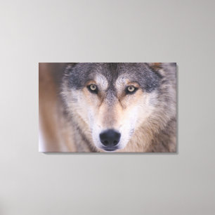 Impressão Em Tela lobo cinzento, Canis lupus, close-up dos olhos