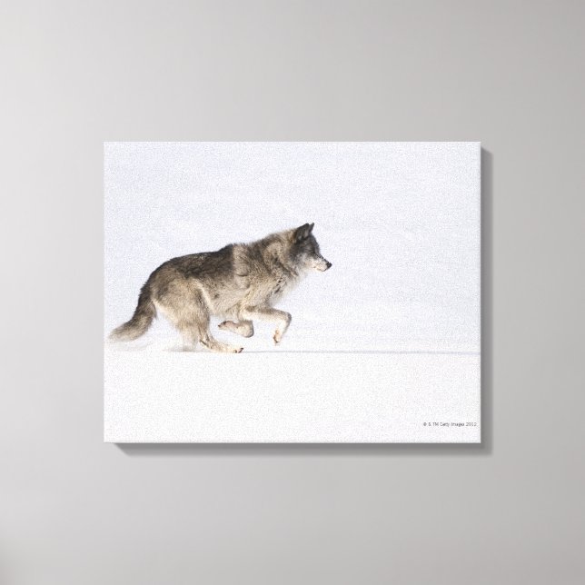 Impressão Em Tela Lobo correndo na neve 2 (Frente)