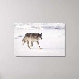 Impressão Em Tela Lobo que funciona na neve