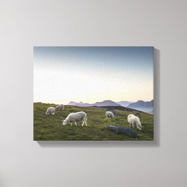 Impressão Em Tela Lofoten Islands Sheep (Frente)